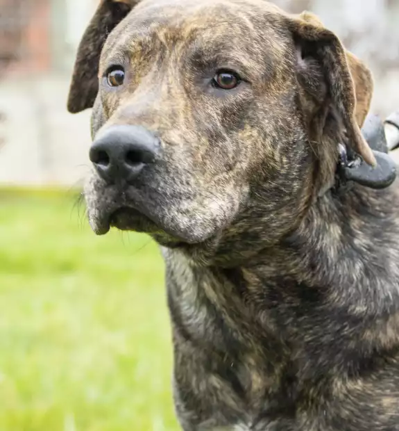 Pies znaleziony w Swarzędzu