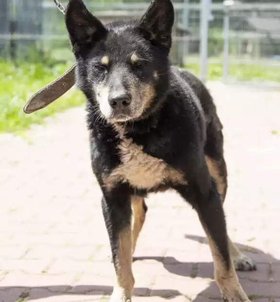 Pies przywieziony z Kołaty